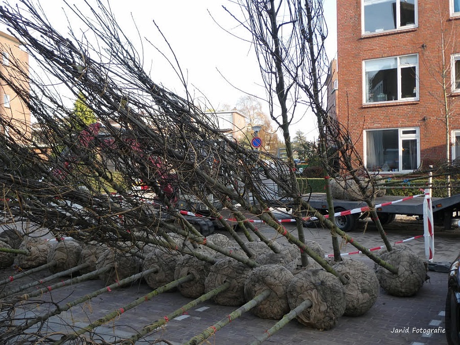 Bomen fors 2 zuid
